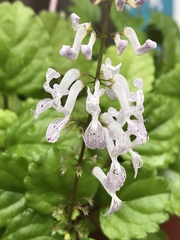 Plectranthus verticillatus