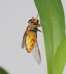 Syrphus vitripennis
