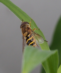 Syrphus vitripennis