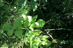 Ostericum palustre