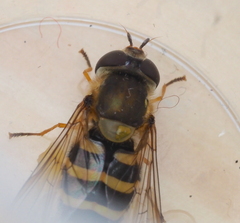 Syrphus vitripennis