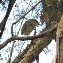Nycticorax caledonicus