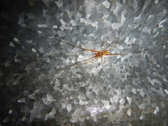 Tetragnatha