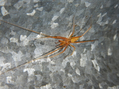 Tetragnatha