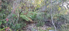 Cryptostylis