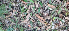 Cryptostylis