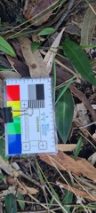 Cryptostylis