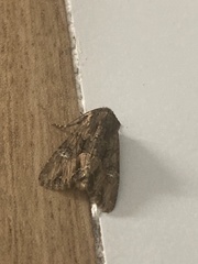 Mniotype occidentalis