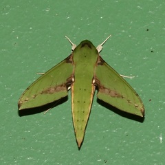 Xylophanes chiron