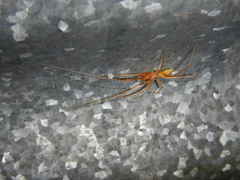 Tetragnatha