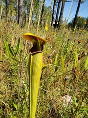 Sarracenia alata