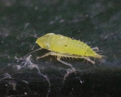 Synophropsis lauri
