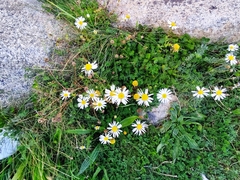 Tripleurospermum maritimum