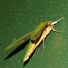 Xylophanes chiron