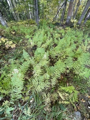 Dennstaedtia punctilobula