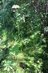 Ostericum palustre
