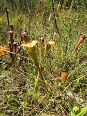 Sarracenia alata
