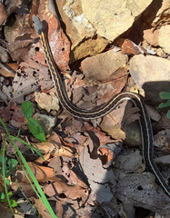 Thamnophis cyrtopsis