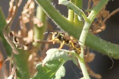 Vespula pensylvanica