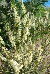 Struthiola ciliata