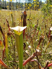 Sarracenia alata