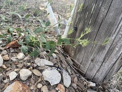 Bituminaria bituminosa