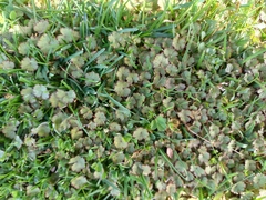 Hydrocotyle moschata