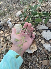 Bituminaria bituminosa