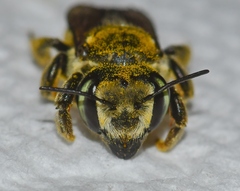 Megachile albitarsis