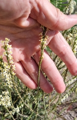 Struthiola ciliata