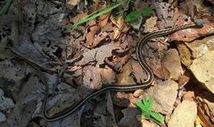Thamnophis cyrtopsis