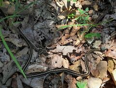 Thamnophis cyrtopsis