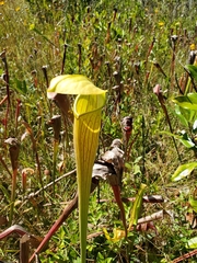 Sarracenia alata