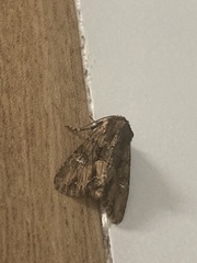 Mniotype occidentalis