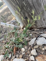 Bituminaria bituminosa