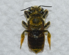 Megachile albitarsis