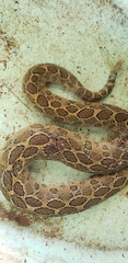 Crotalus polystictus