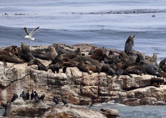 Arctocephalus pusillus pusillus