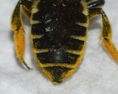 Megachile albitarsis