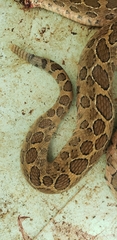 Crotalus polystictus