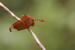 Neurothemis fulvia