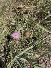Cirsium ochrocentrum