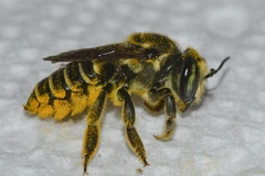 Megachile albitarsis