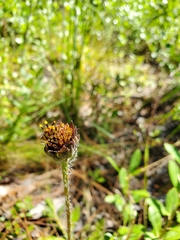 Helianthus radula