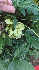 Ptelea trifoliata
