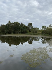 Salvinia molesta