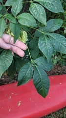 Ptelea trifoliata
