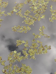Salvinia molesta