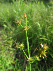 Juncus nodosus