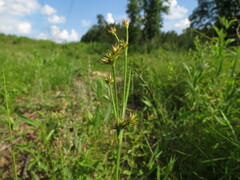 Juncus nodosus